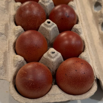 Black Copper Maran Hatching Eggs